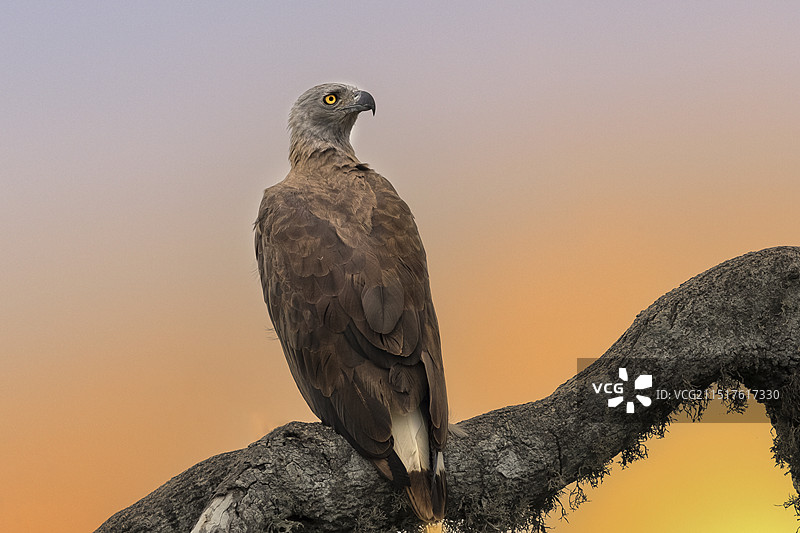 灰头渔雕----回首望苍穹图片素材