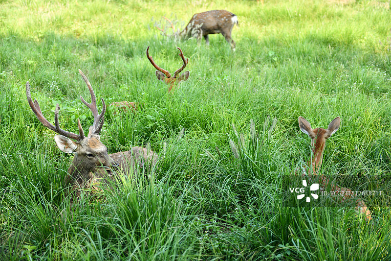 草地上觅食的梅花鹿图片素材