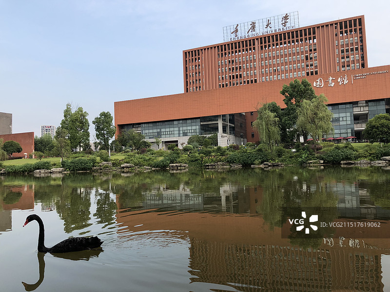 重庆大学与黑天鹅图片素材