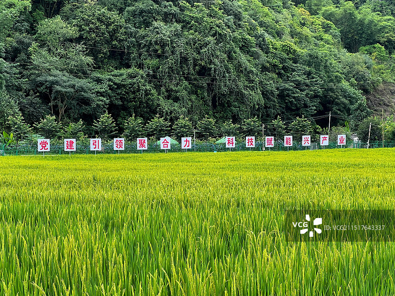普洱稻田图片素材
