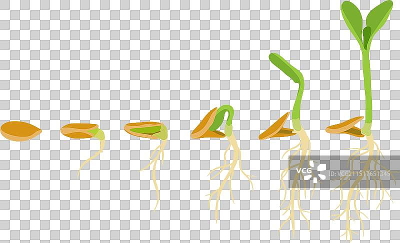 植物生长阶段图片素材