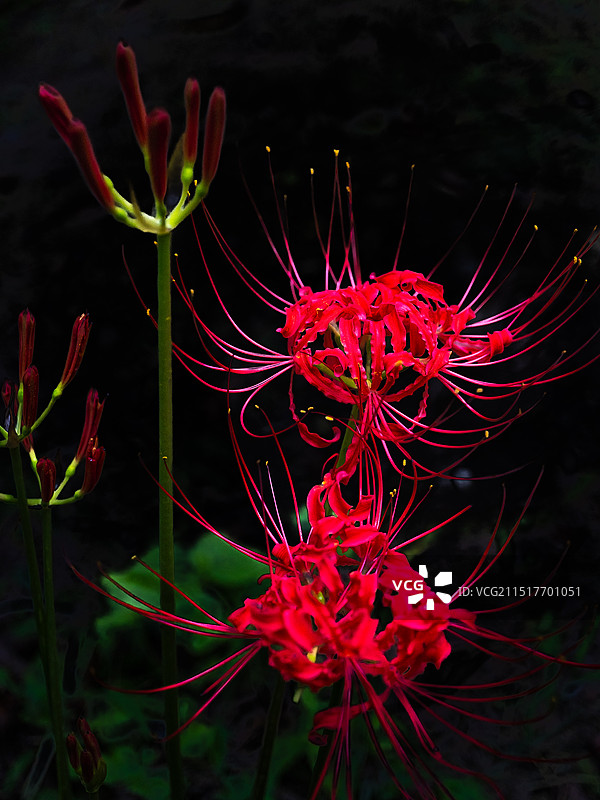 夏末初秋绽放盛开的彼岸花图片素材