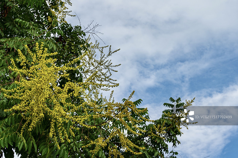 秋天，栾树枝头黄花绽放，挂满了红色的蒴果图片素材