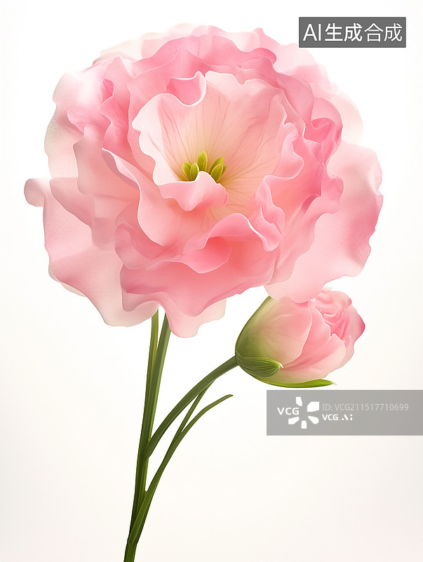【AI数字艺术】粉色洋桔梗花朵图片素材