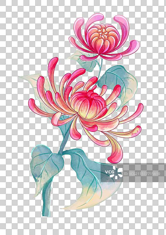 一株菊花图片素材