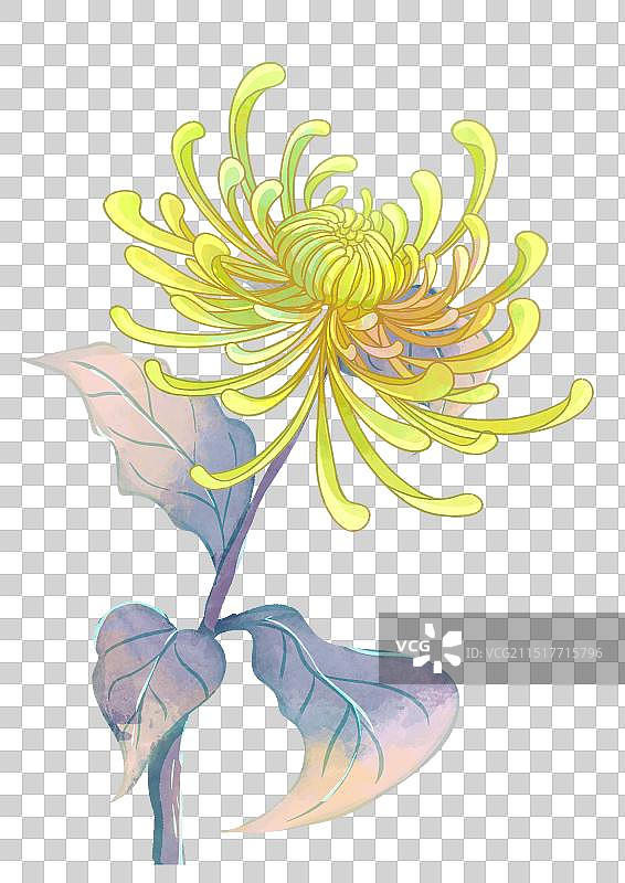 一株菊花图片素材