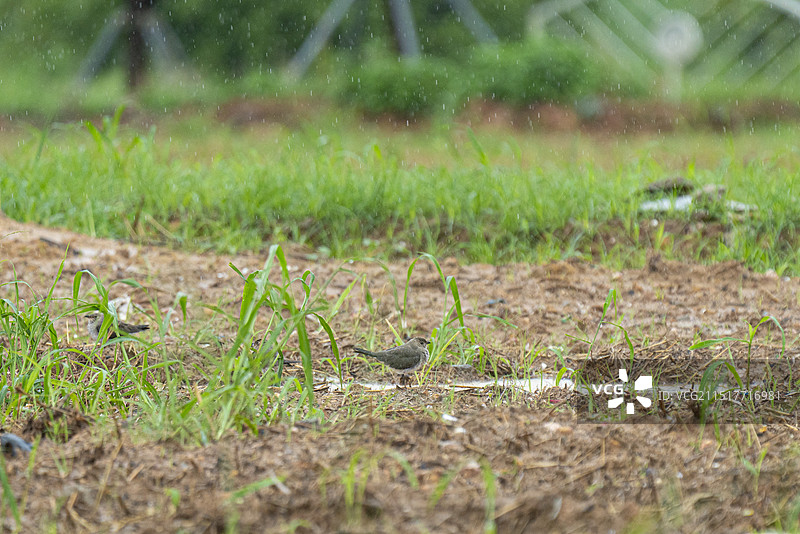 普通燕鸻 土燕子 小型水鸟 过境鸟 旅鸟 深圳 欢乐田园  田野 觅食图片素材