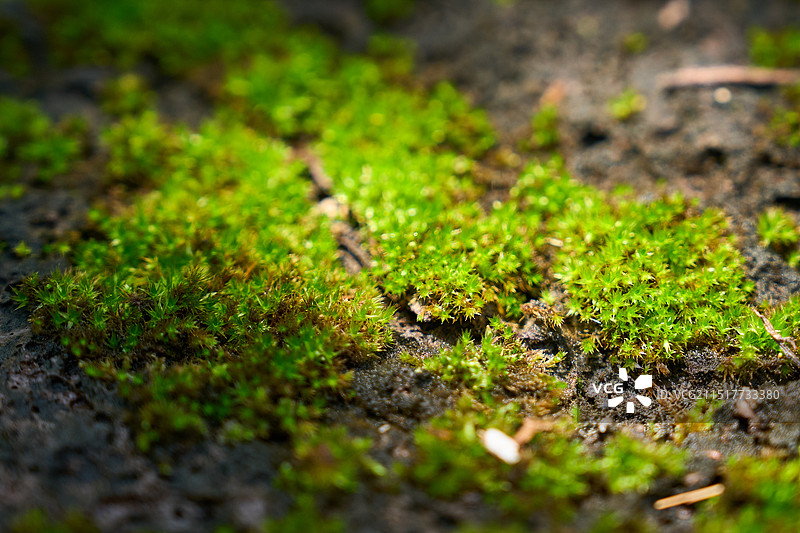 阳光照射下的苔藓植物特写图片素材