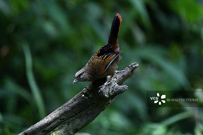 蓝翅噪鹛图片素材