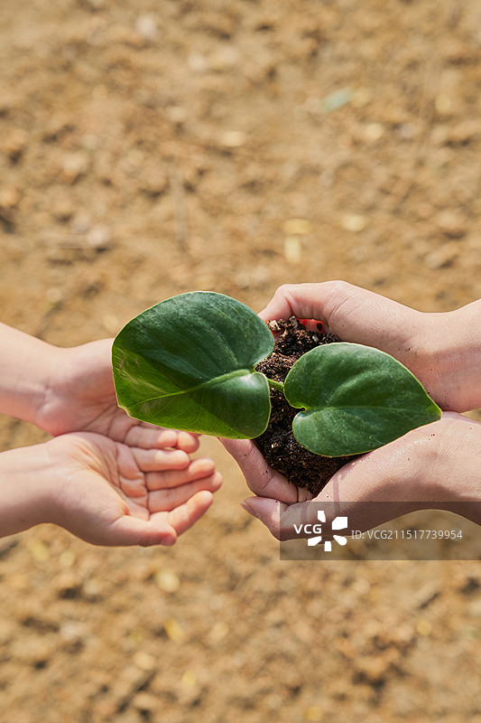 人手、植物、土壤、叶子、抬起、递给、成人、儿童图片素材