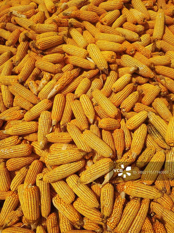 玉米图片素材