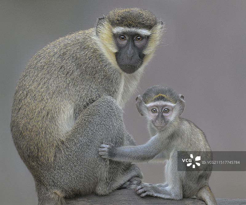 母与子(绿猴)图片素材