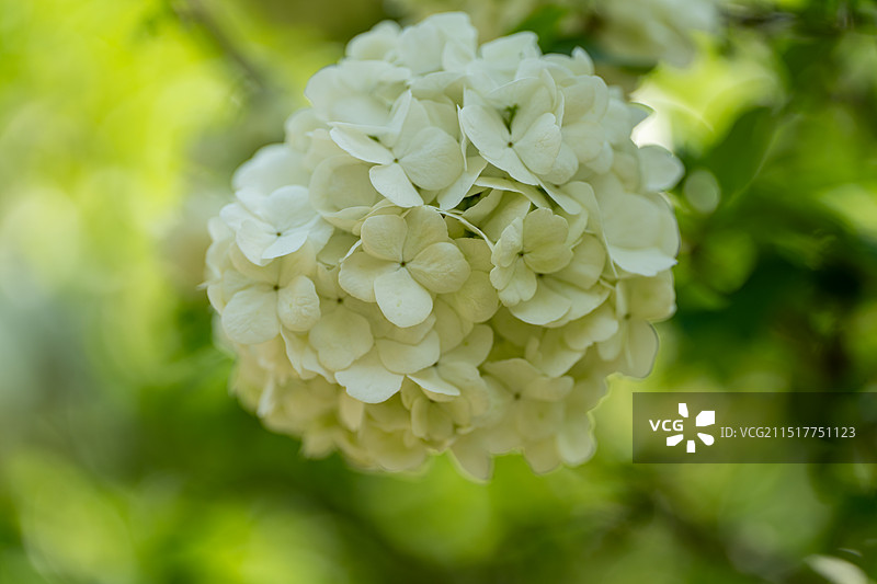 在春天绽放的中华木绣球特写图片素材