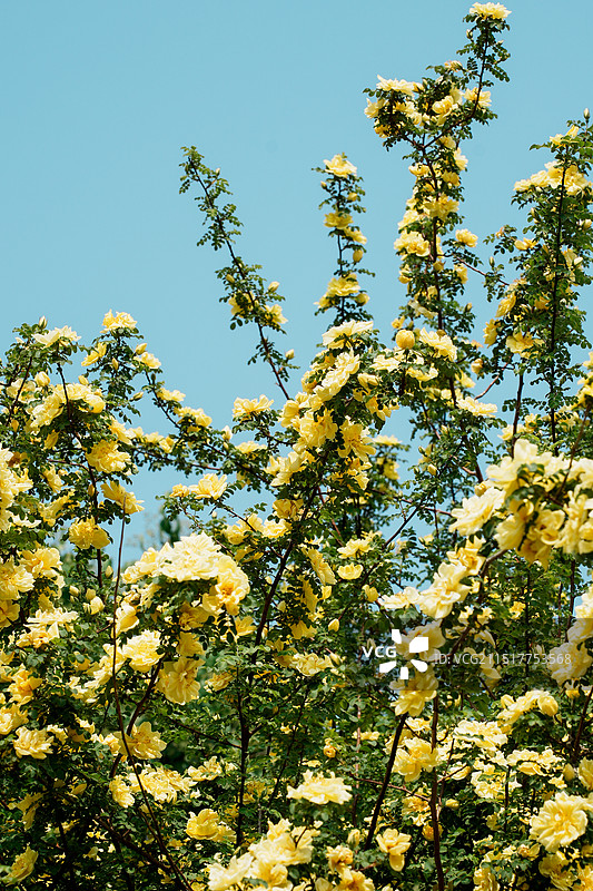 北京国家植物园春田的黄蔷薇图片素材