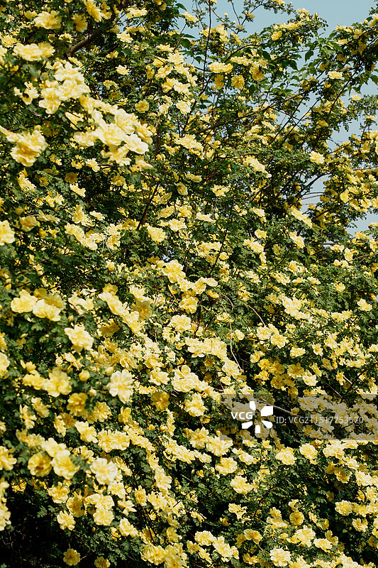 北京国家植物园春田的黄蔷薇图片素材