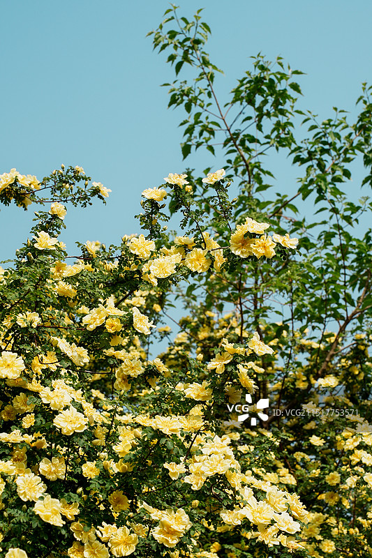 北京国家植物园春田的黄蔷薇图片素材