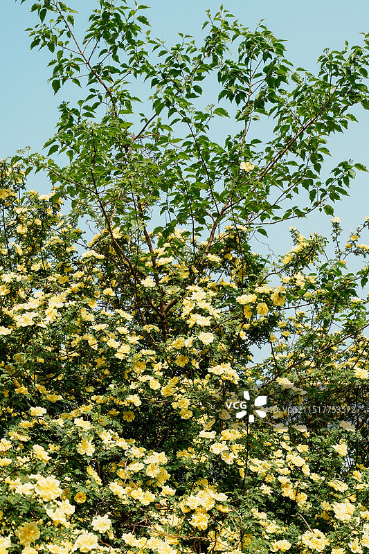 北京国家植物园春田的黄蔷薇图片素材