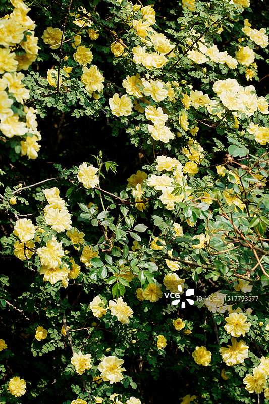 北京国家植物园春田的黄蔷薇图片素材