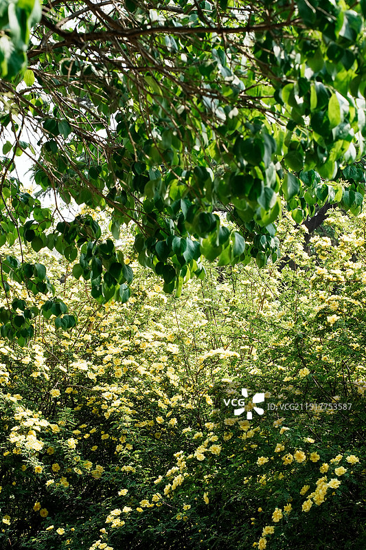 北京国家植物园春田的黄蔷薇图片素材