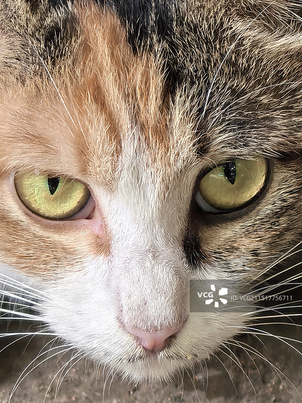 犀利的猫眼图片素材