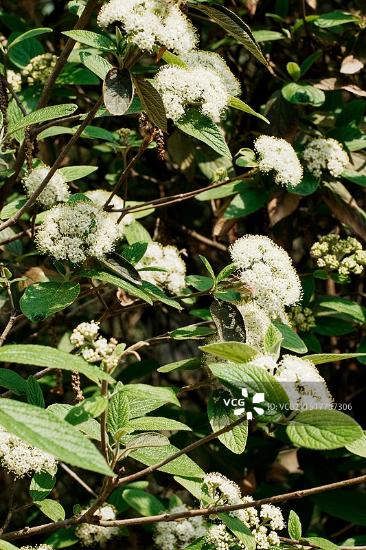 北京国家植物园春田的荚蒾图片素材