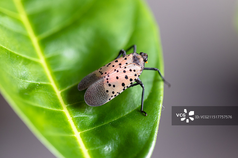 斑衣蜡蝉图片素材