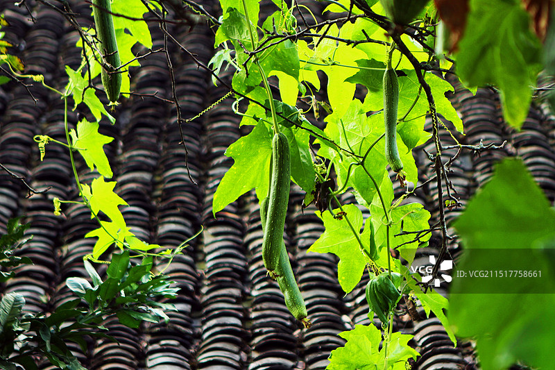 丝瓜与青瓦图片素材