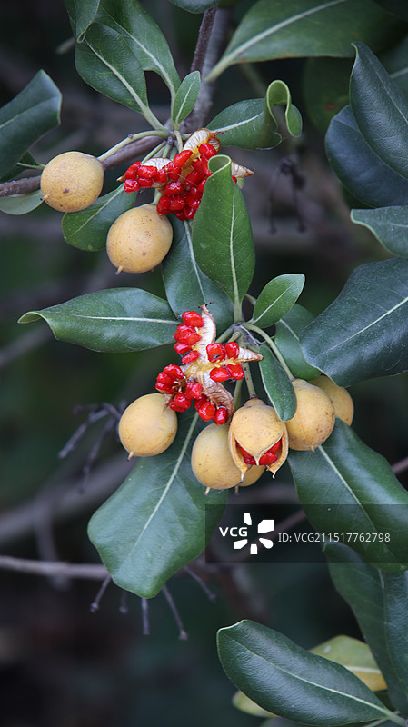 海桐红果子图片素材