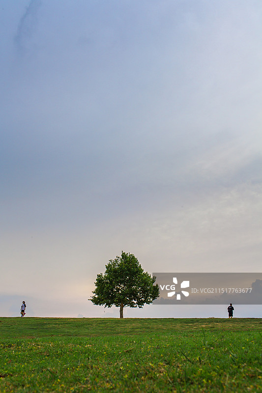 南京体育公园蓝天白云下的一棵小树图片素材