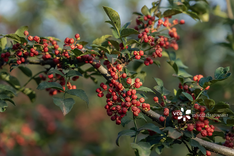 花椒丰收，农村农业，大红袍调料麻辣图片素材