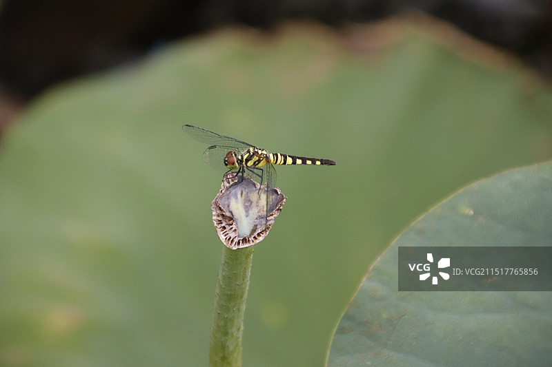 秋日荷塘蜻蜓秀图片素材