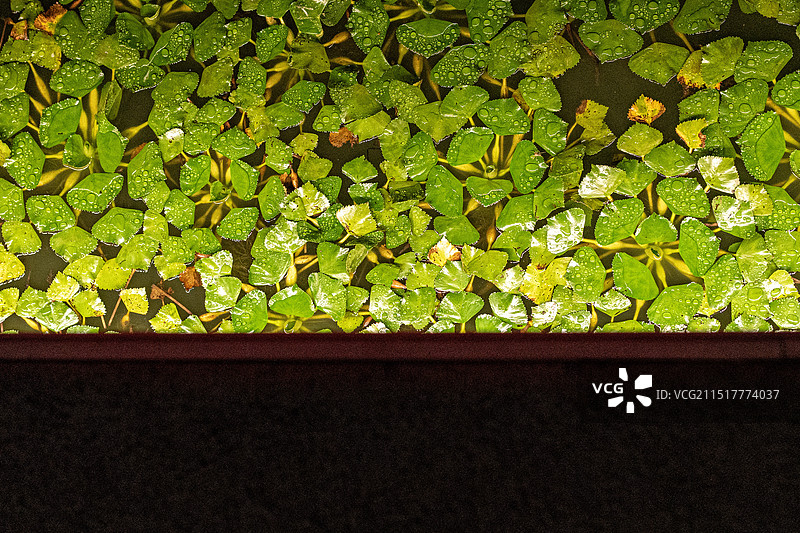 夜晚水中植物的高角度观察图片素材