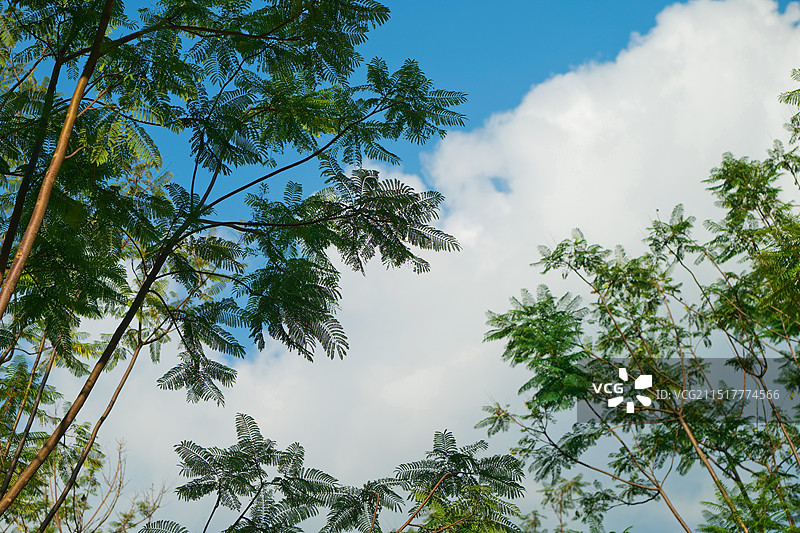 蓝天白云绿色茅草柳树意境植物季节节气背景图图片素材