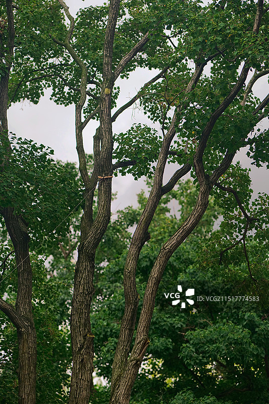 蓝天白云绿色茅草柳树意境植物季节节气背景图图片素材