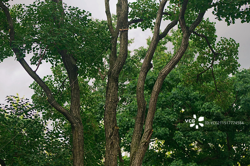 蓝天白云绿色茅草柳树意境植物季节节气背景图图片素材
