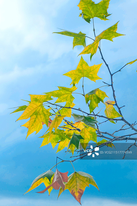 蓝天白云绿色茅草柳树意境植物季节节气背景图图片素材