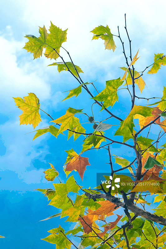 蓝天白云绿色茅草柳树意境植物季节节气背景图图片素材