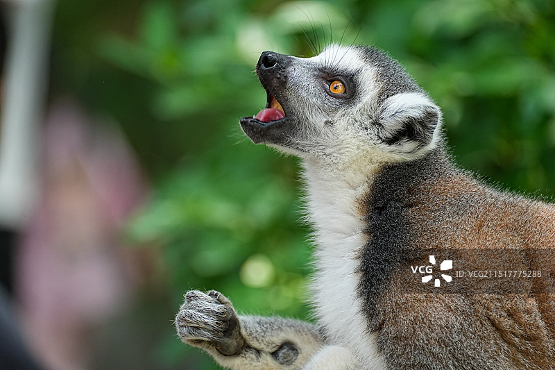 呐喊的环尾狐猴图片素材