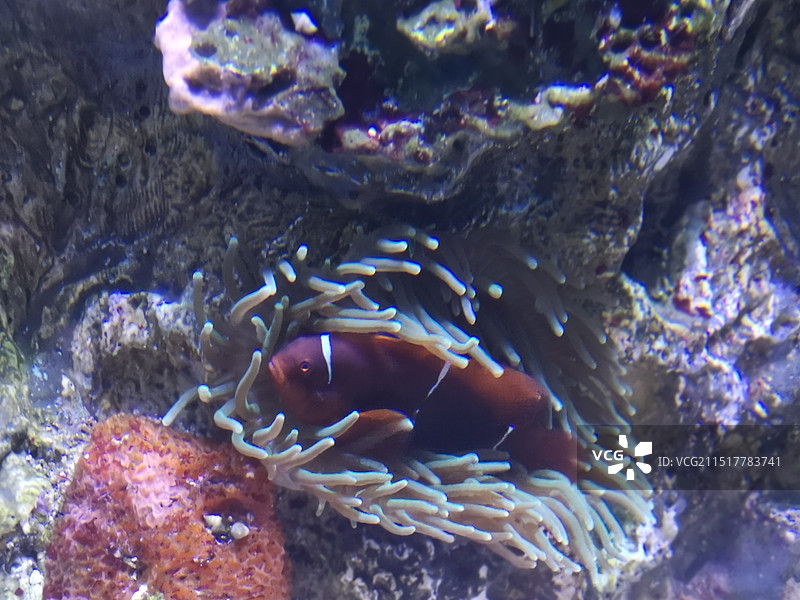 大连圣亚海洋世界图片素材