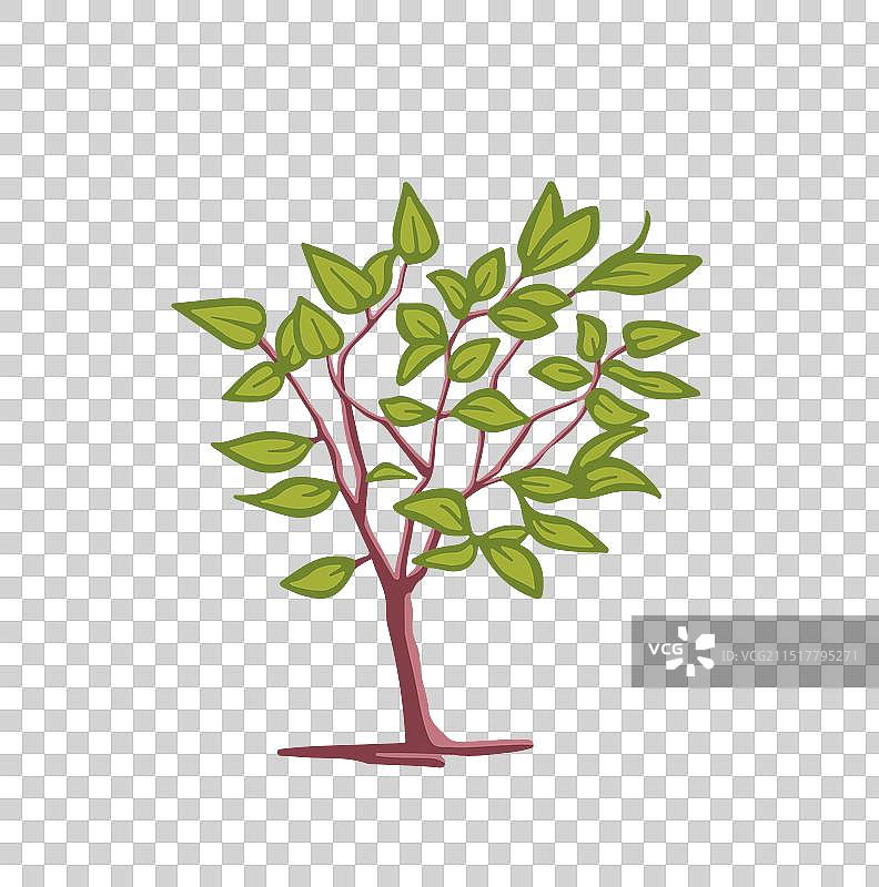 落叶灌木的颜色图片素材