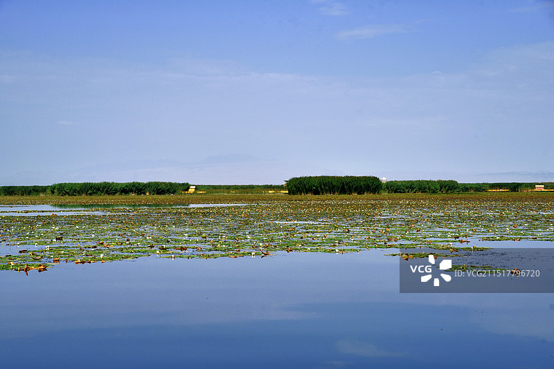 巴州博斯腾湖阿洪口莲海世界野生睡莲图片素材