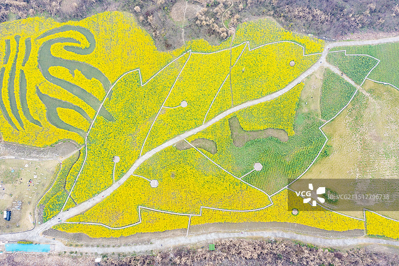 《成都温江汪家湾花海》图片素材