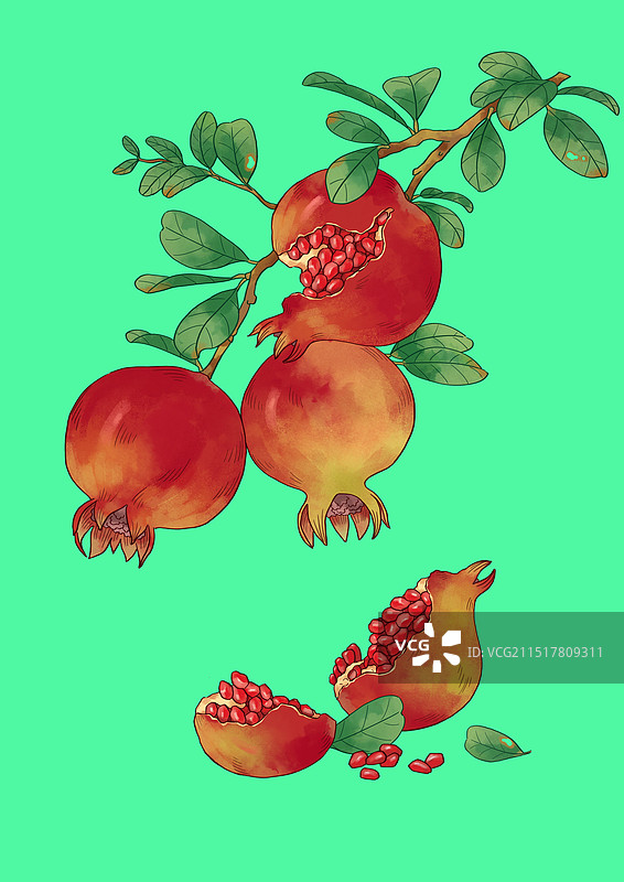 石榴丰收了图片素材