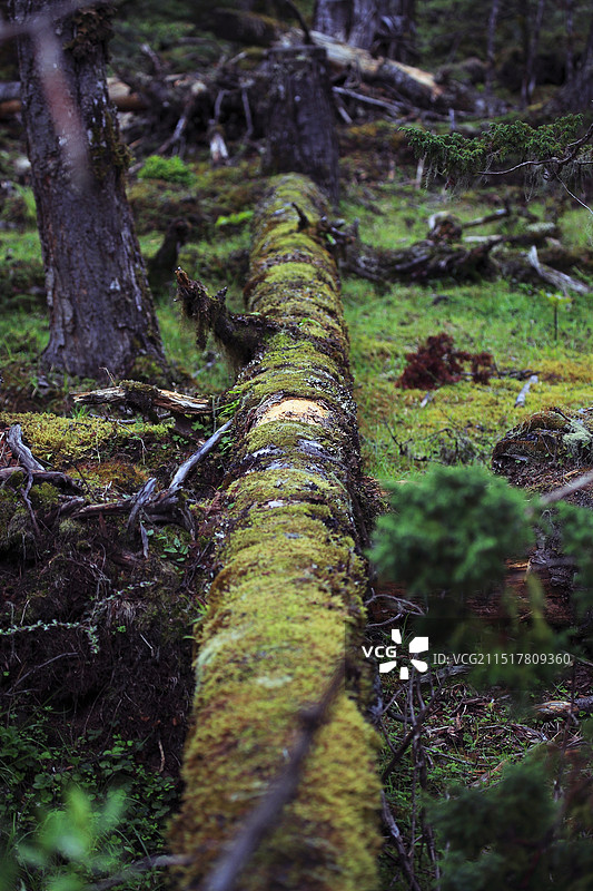 绿色秘境南伊沟风光-拍摄于西藏米林县图片素材