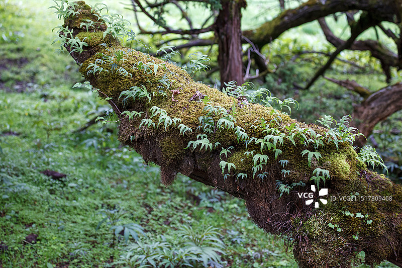 绿色秘境南伊沟的蕨类植物图片素材