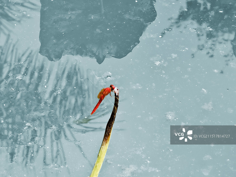 河池红蜻图片素材