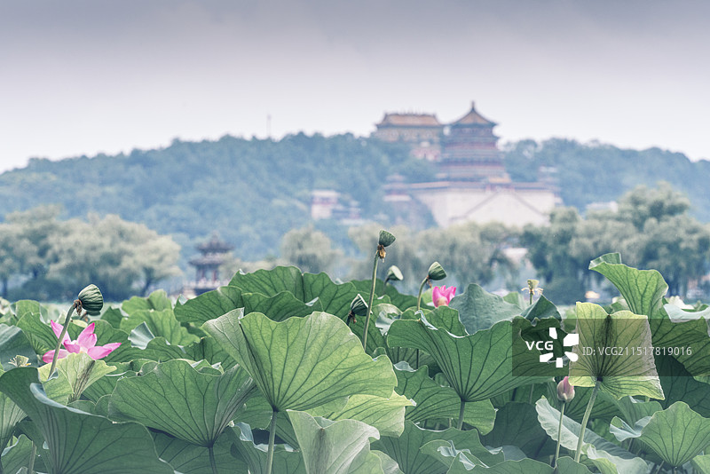 夏季雨后北京颐和园昆明湖上的荷花和游船图片素材