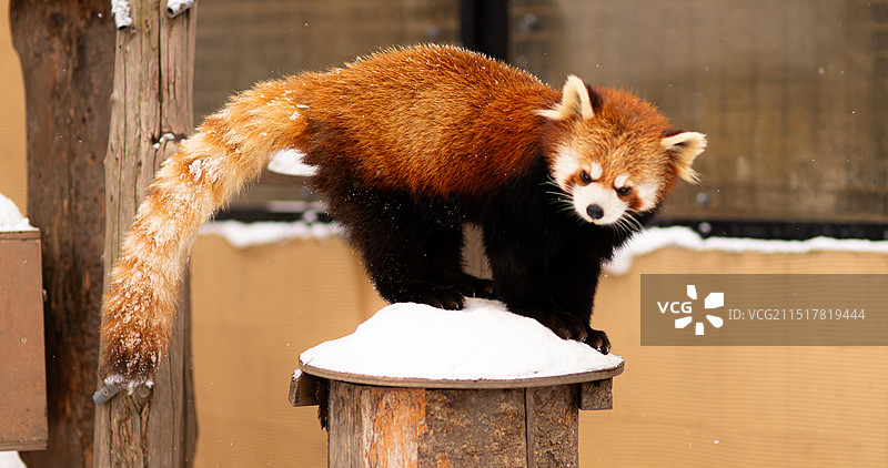 北海道旭山动物园的小熊猫图片素材