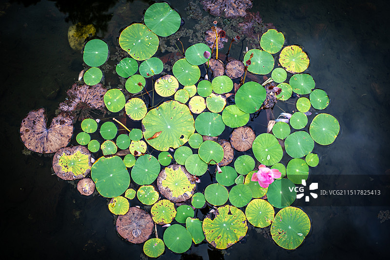 高视角下的荷叶特写图片素材