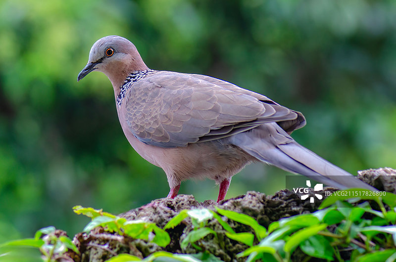 珠颈斑鸠图片素材